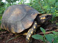 Chelonoidis denticulatus