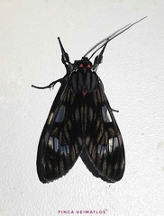 Episcepsis demonis