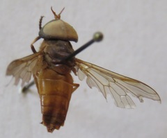 Tabanus occidentalis dorsovittatus