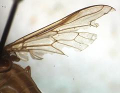 Tabanus occidentalis dorsovittatus