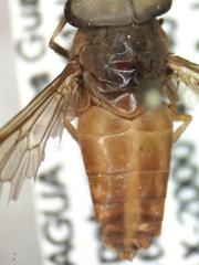 Tabanus occidentalis dorsovittatus