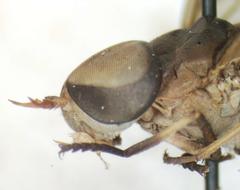 Tabanus occidentalis dorsovittatus