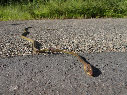 Chironius exoletus