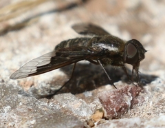 Hemipenthes seminiger