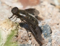 Hemipenthes seminiger