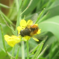 Eristalis bogotensis