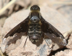 Hemipenthes seminiger