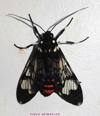 Hyaleucerea vulnerata