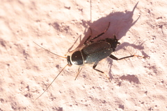 Phyllodromica megerlei