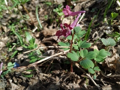 Corydalis caucasica