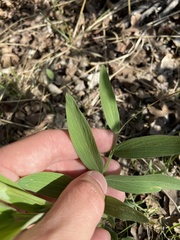 Lathyrus lanszwertii
