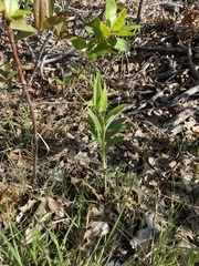 Lathyrus lanszwertii