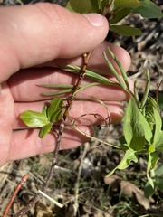Lathyrus lanszwertii