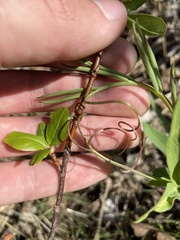Lathyrus lanszwertii