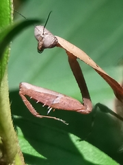 Deroplatys truncata