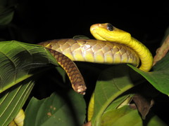 Chironius multiventris