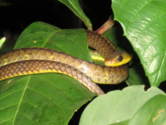 Chironius multiventris