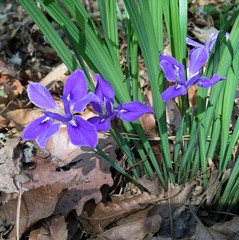 Iris rossii