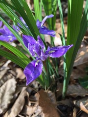 Iris rossii