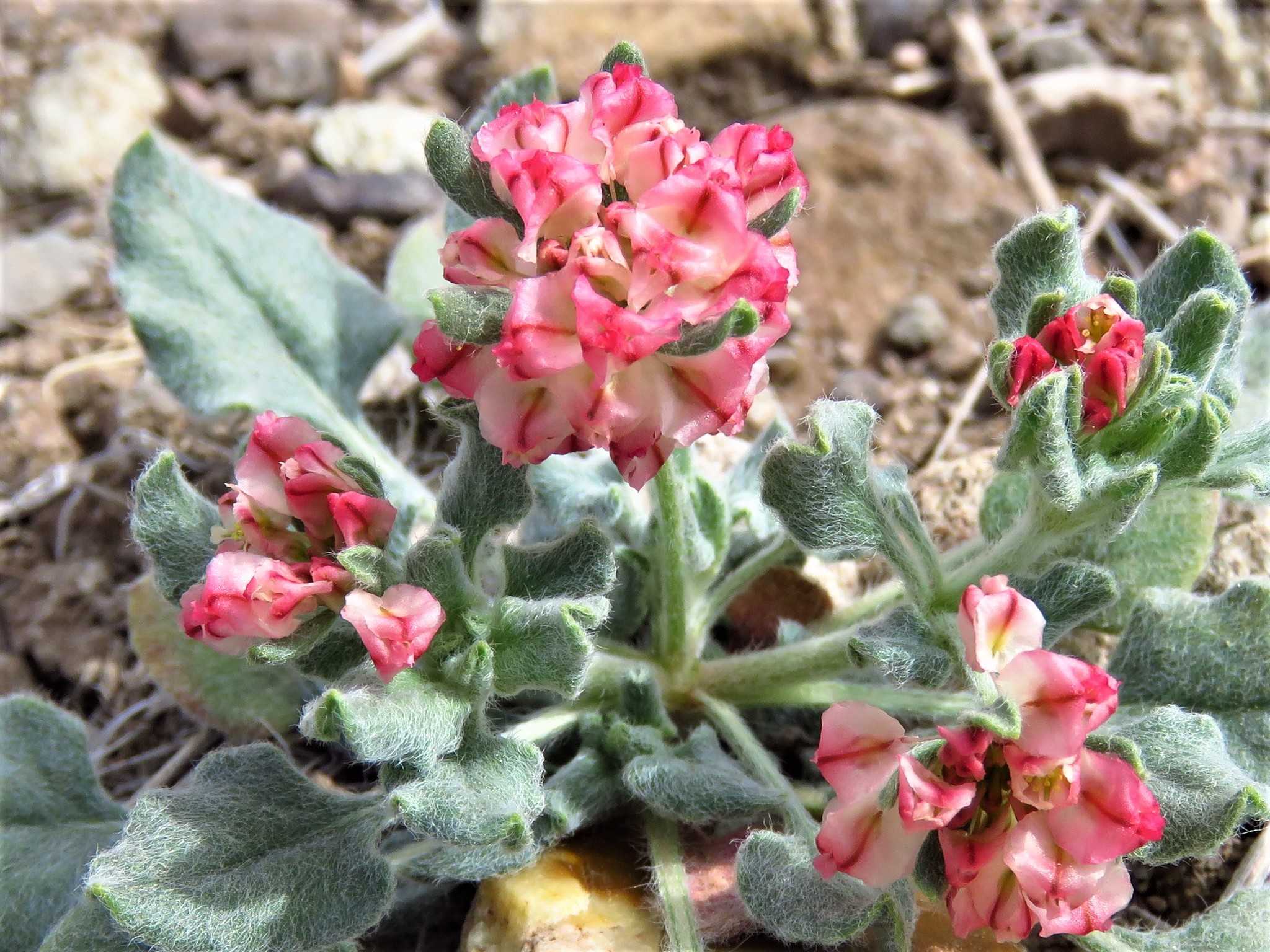 Eriogonum abertianum