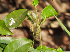 Gnetum luofuense