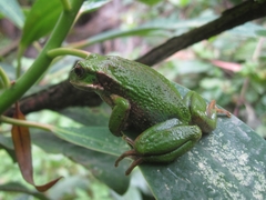 Gastrotheca