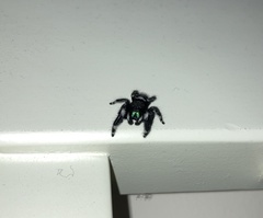 Phidippus audax