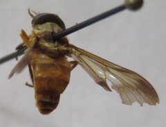 Dichelacera scapularis