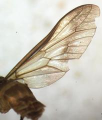 Dichelacera scapularis