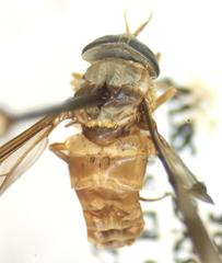 Dichelacera scapularis