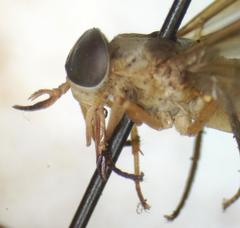 Dichelacera scapularis