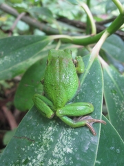 Gastrotheca