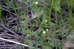 Polemonium micranthum