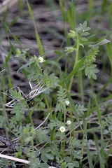 Polemonium micranthum