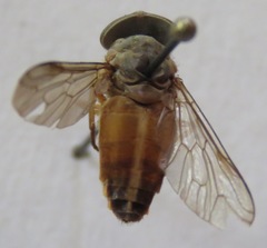 Tabanus colombensis