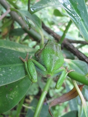 Gastrotheca