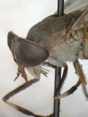 Tabanus colombensis