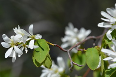 Amelanchier cusickii