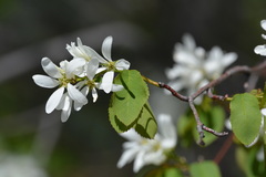 Amelanchier cusickii