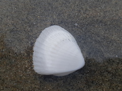 Noetia