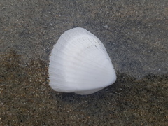 Noetia