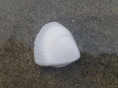 Noetia