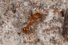 Tetramorium simillimum