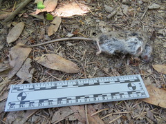 Peromyscus californicus