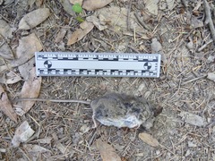 Peromyscus californicus