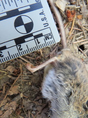 Peromyscus californicus