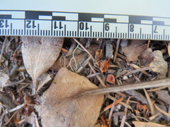 Peromyscus californicus