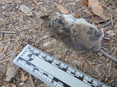 Peromyscus californicus