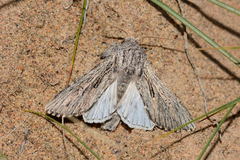 Odontelia arenicola