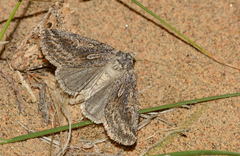 Pseudoligia similiaria